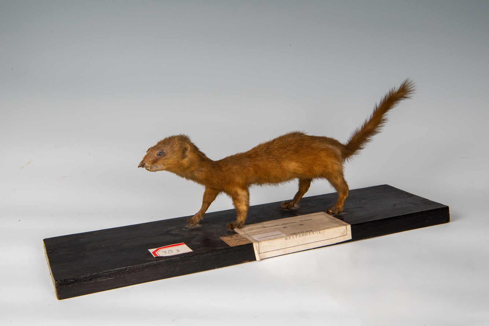 黄鼬（Mustela sibirica）-南京大学