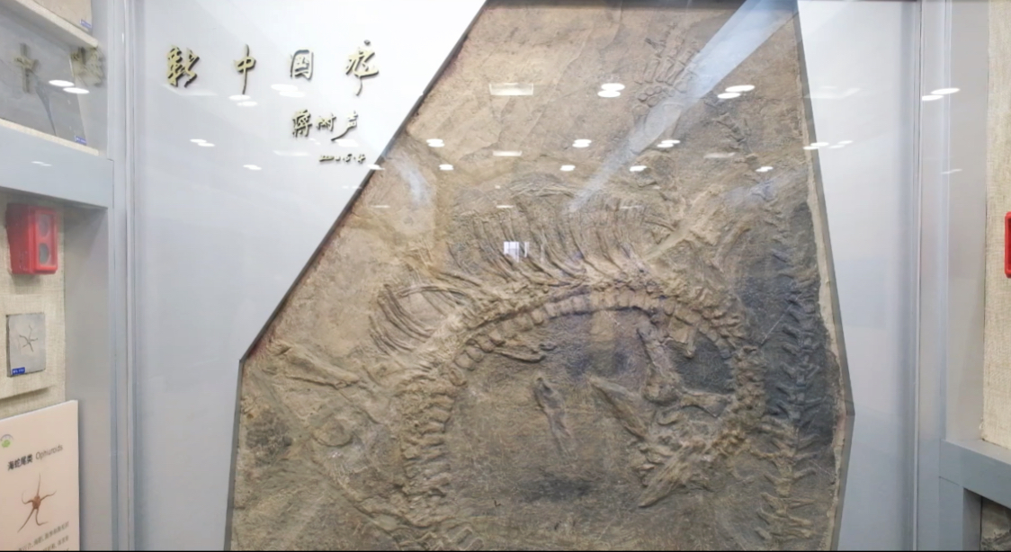 新中国龙、鱼龙、龙鱼……这家博物馆里含“龙”量太高-南京大学