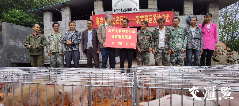 为和平村建档立卡贫困户发放猪苗领取牌