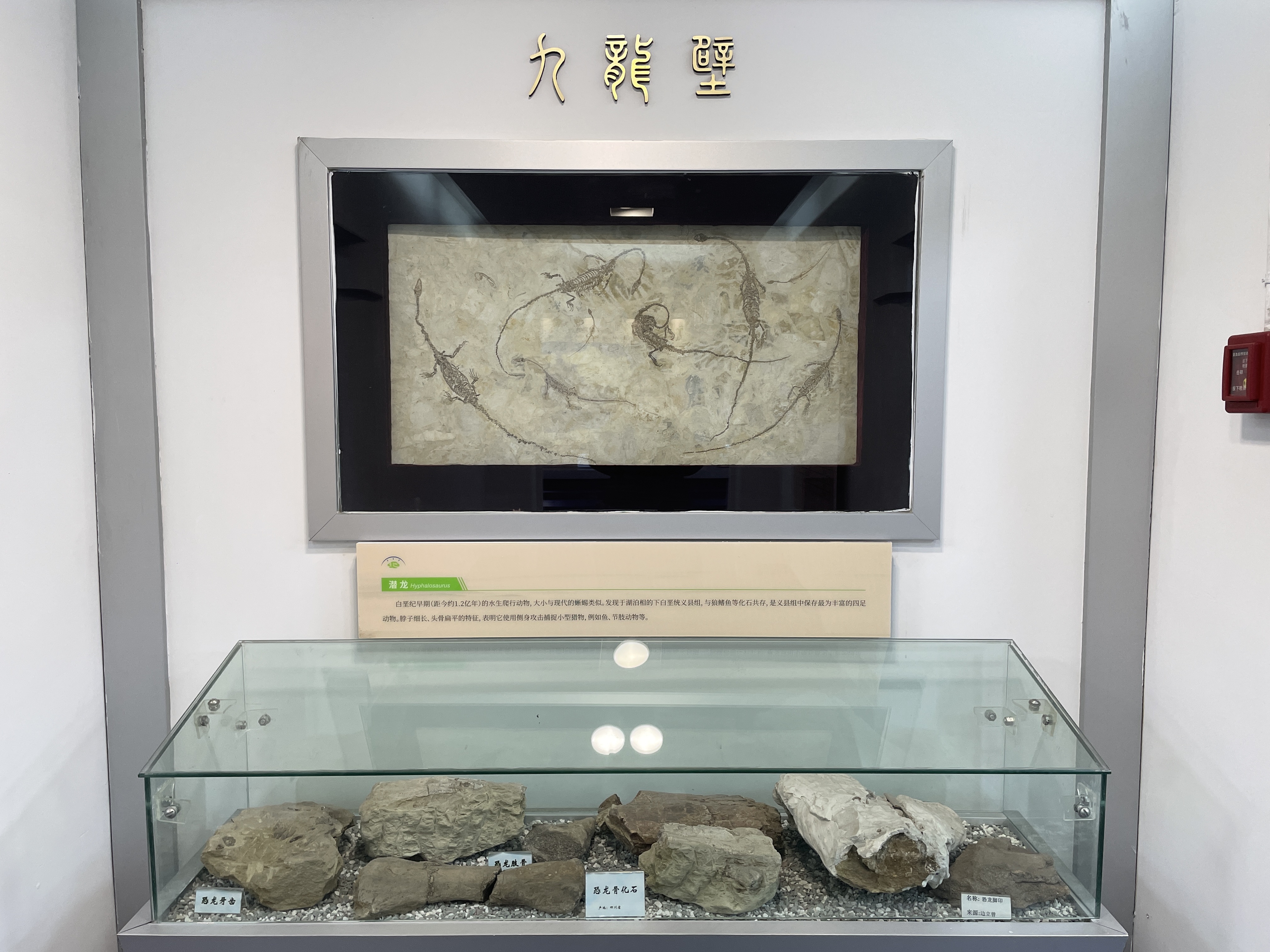 新中国龙、鱼龙、龙鱼……这家博物馆里含“龙”量太高-南京大学