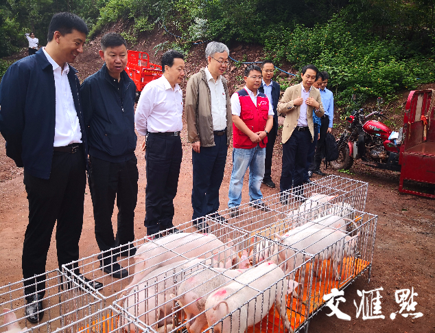 现场调研生猪养殖项目农家猪苗发放点